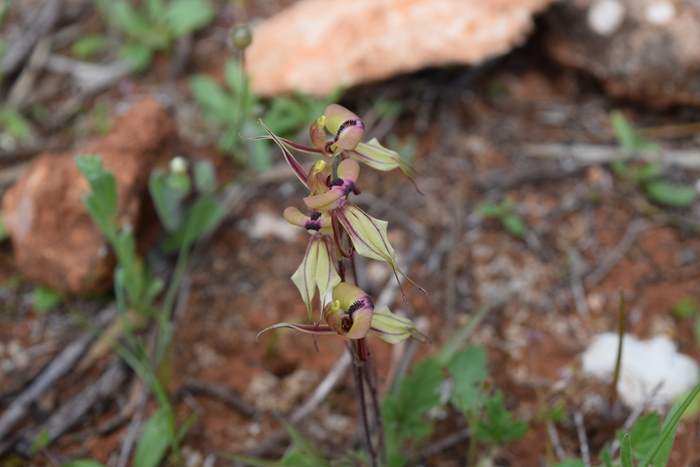 Caladenia cristata - Crested Spider Orchid-Sep-2018p0012.JPG